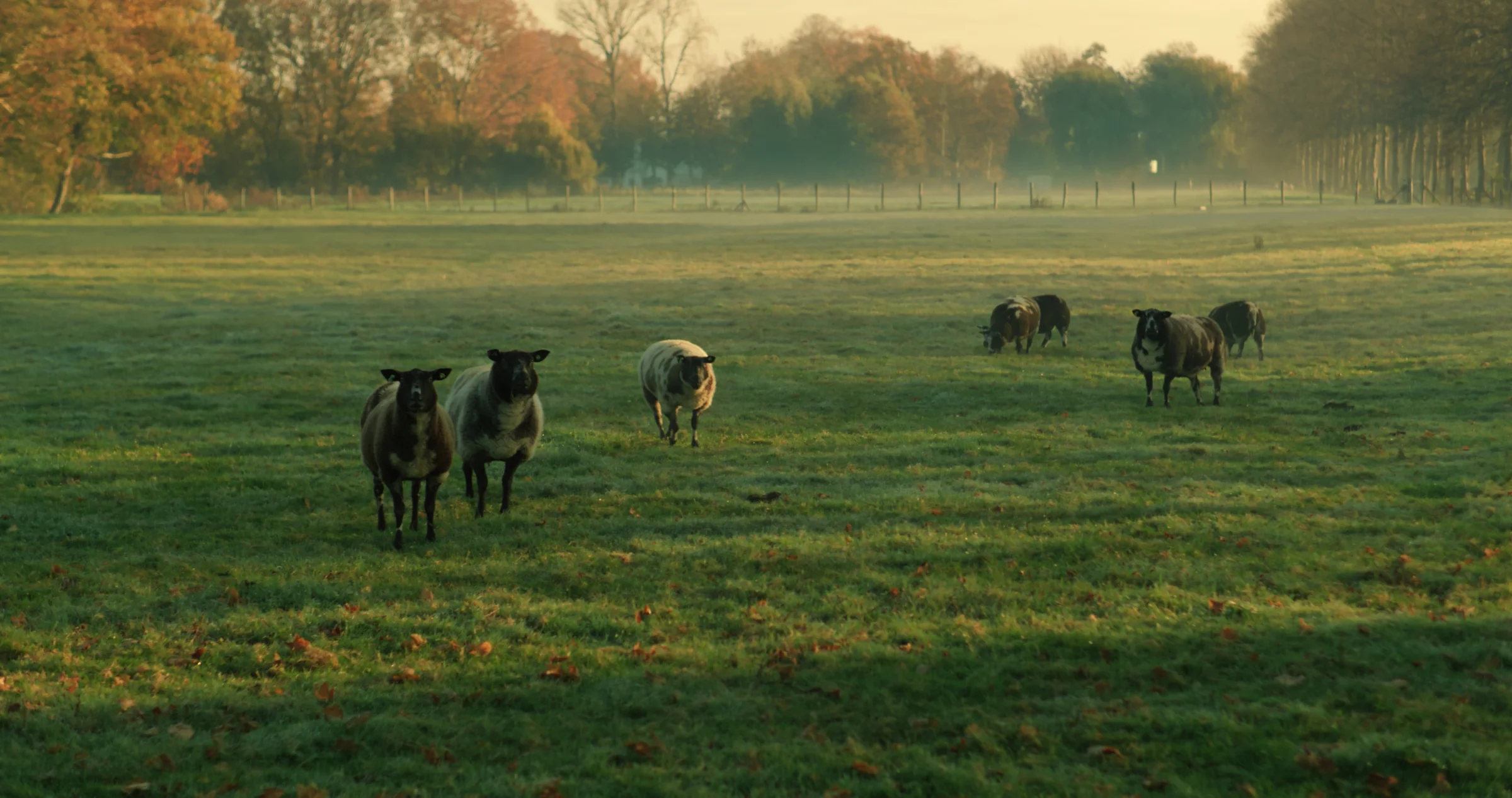Horses graze in a field beneath a line of trees.